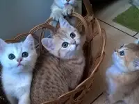 Шотландские котята, фотография 6