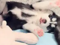 Хаски, фотография 2