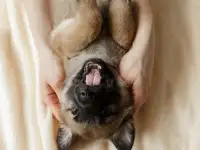 Красивые щенки бесплатно, фотография 7