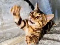 Бенгальские котята, фотография 5