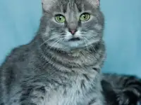 ЭЙНА  зеленоглазая фея, фотография 3