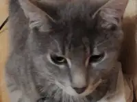 Котята в дар, в добрые руки, фотография 6