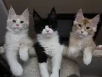 Котята мейн кун!, фотография 2