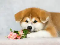 Срочно щенки акита ину, фотография 10