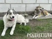 Породистые щенки северо-сибирской лайки, фотография 9