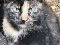 Котики ищут дом