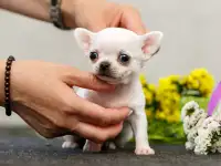 Малыши чихуахуа, фотография 4