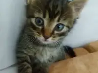 Красивая кошечка, фотография 2