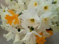 Свежесрезанные нарциссы, фотография 2