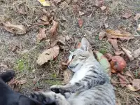 Котенок в дар, фотография 4