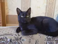Черная кошечка котенок Фелиция в поисках семьи и дома!, фотография 10