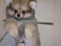 Померанский