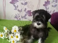 Продам щенка цвергшнауцера, фотография 2