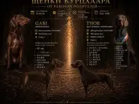 Щенок Немецкий Курцхаар