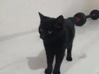 Отдадим кошечку в добрые руки.