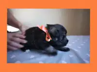 Высокопородистые щенки миттельшнауцера, фотография 8