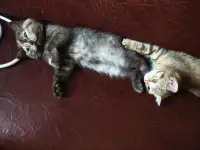 Скоттиш-страйт котята, фотография 5
