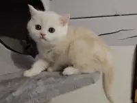 Котенок, фотография 2