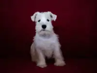 Цвергшнауцер белого окраса