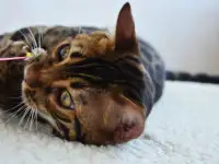 Угольный бенгальский котенок подрощенный, фотография 2