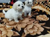 Щенки Бишон фризе