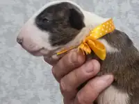 Бультерьера щенки