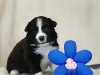 бордер колли щенки, фотография 2