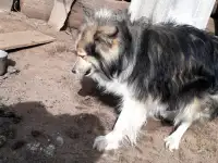 Собака в добрые руки, фотография 2