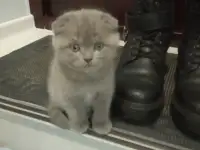 Шотладские котята, фотография 4