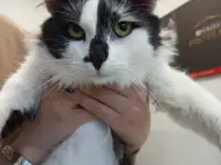 Кот ТИМОХА ищет дом, фотография 4