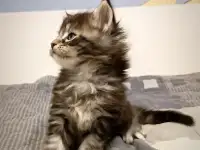 Котята Мейн-кун, фотография 8