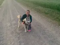 Хаски 2 год, фотография 2