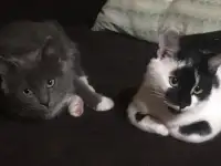 Дачные котята срочно ищут дом!, фотография 1