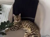 Бенгальский кот вязка, фотография 2