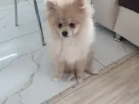 Померанский шпиц