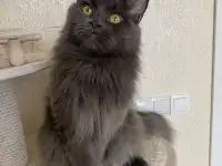 Котята мейн-кун полидакты  (5 мес) с документами, фотография 4