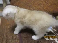 Шотландские котята, фотография 6