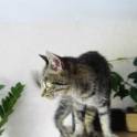 Отдам кошку, фотография 2