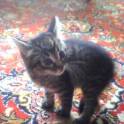 Отдам котенка  хорошие руки, фотография 2