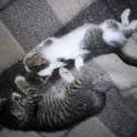 Отдам котят в добрые руки, фотография 2