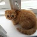 Шотландские вислоухие котята, фотография 2