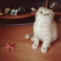Шотландские вислоухие котята, фотография 4