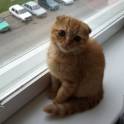 Шотландские вислоухие котята, фотография 5