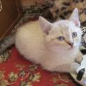 Котята ищут себе хороших хозяев!