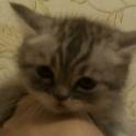 Британские котята, фотография 3