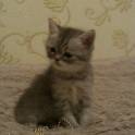 Британские котята, фотография 4