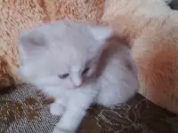 британские котята