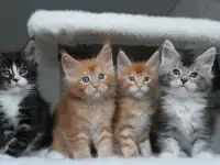 Мейн-кун котята, фотография 6