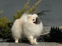 Шпиц мальчик