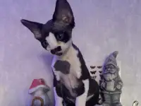 Котенок Девон Рекс, фотография 9